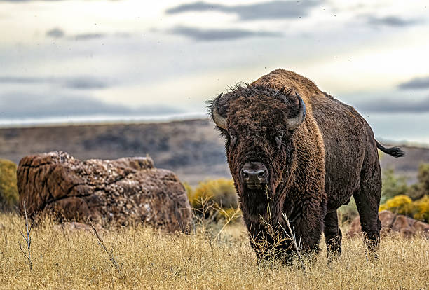istock American bull bison  on Antelope Island Utah 2207006659