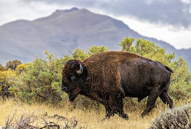 istock American bull bison walking on Antelope Island Utah 2207006681