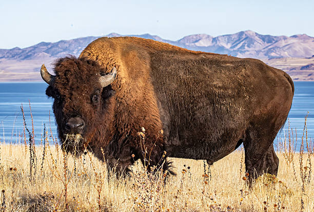 Bull Bison on sage covered prairie with lake and hills in background