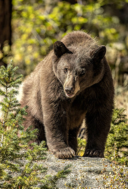 istock Black bear walking on a rocky ledge in the Colorado mountains, claws showing 2207006839