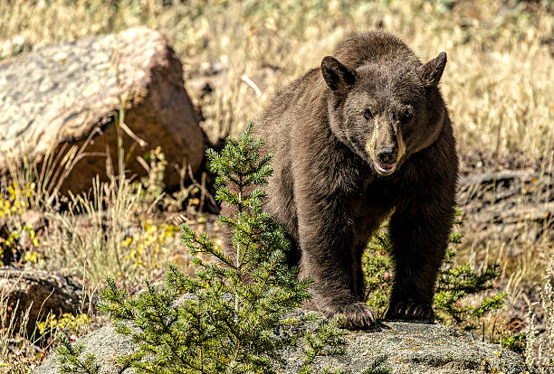 American black bear (Ursus americanus) in lush mountain meadow