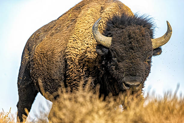 istock American bull bison on ridge top 2207007183