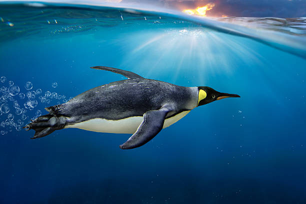 istock Stunning Cheeky King Penguin (Aptenodytes patagonicus) Swimming through the ocean with bubbbles 2207007236