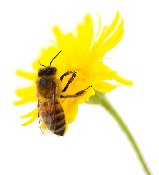 istock Honeybee and yellow flower 2207007358