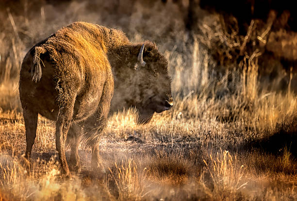 American bull bison on a steamy, cold morning with golden light.