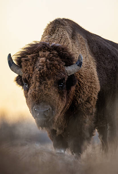 istock American bull bison on a freezing morning with snow and ice 2207007393