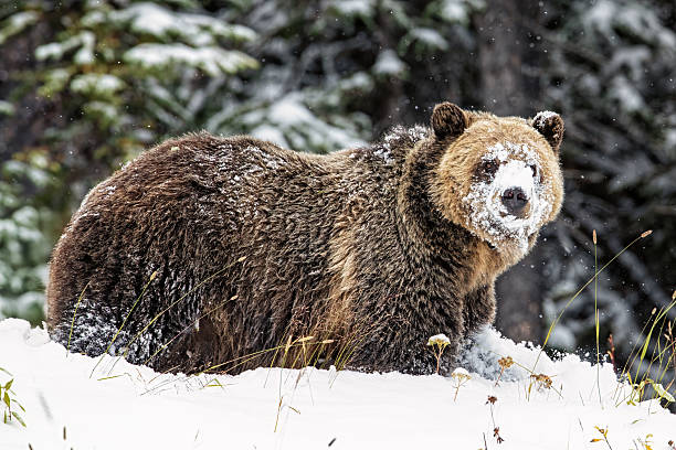 istock Grizzly bear walking in deep snow in mountain setting 2207007497