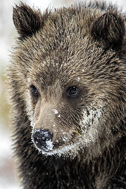 istock Grizzly bear cub portrait with snow 2207007584