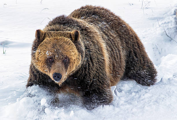 istock Grizzly bear walking in deep snow in mountain setting 2207007627