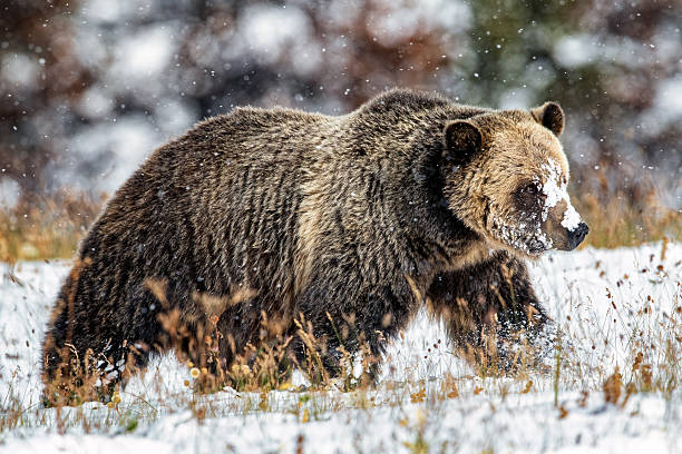 istock Grizzly bear walking in deep snow in mountain setting 2207007730