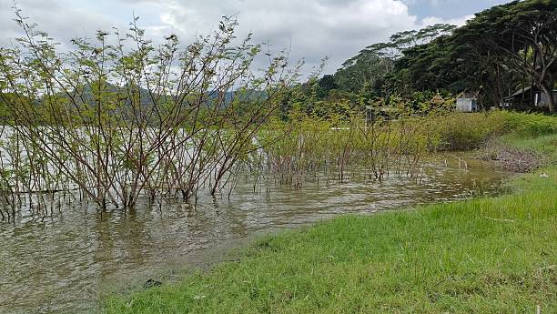 istock Submerged Greenery at Waduk Sermo 2207009489