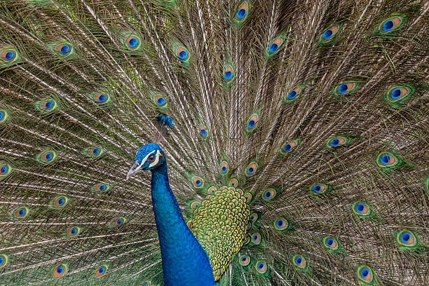 istock A blue peacock with its tail feathers fully displayed behind it, showcasing numerous eye-like patterns 2207009840
