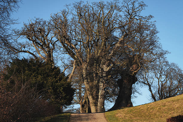 istock Majestic ancient trees lining a peaceful walking path in Denmark 2207010371