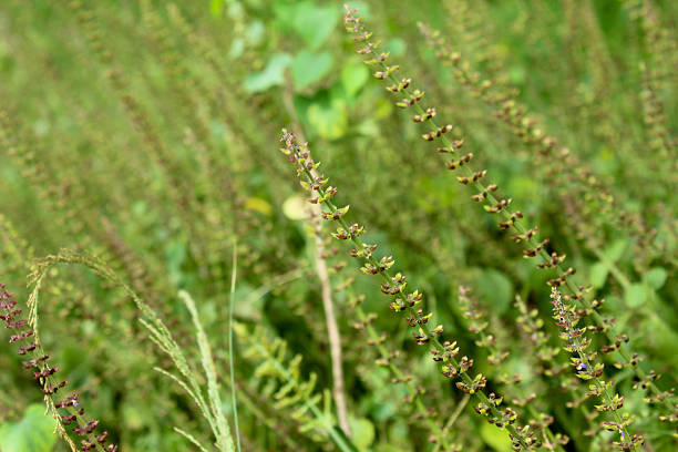 Ambrosia trifida plant or flower that grows wild