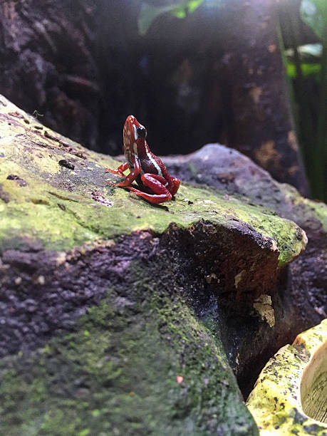 istock Red-Eyed Tree Frog on Mossy Branch 2207011482