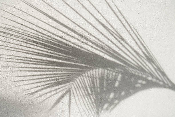 istock Shadow of palm leaf on white background. Abstract neutral tropical background. 2207011539