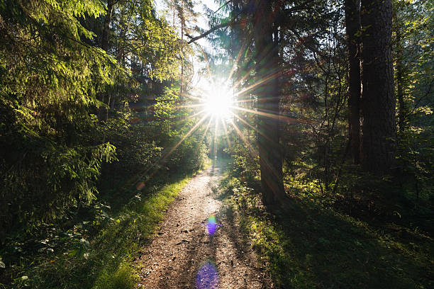 Bright sun shines over a path in a dense green forest.