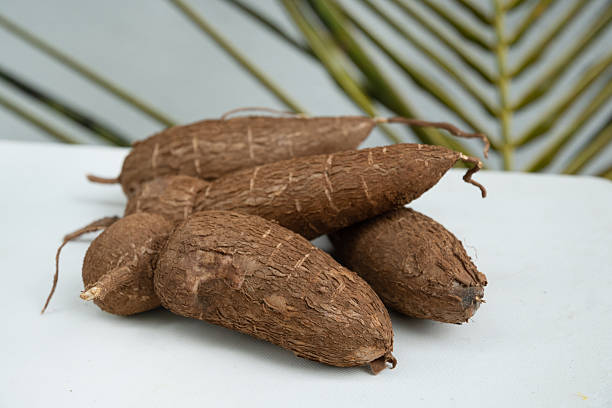istock Organic raw cassava tuber on wicker tray and palm leaves. 2207013083