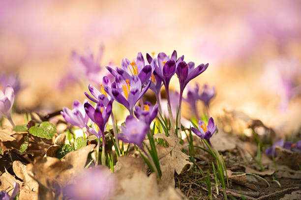 crocuses flower on a beautiful flower meadow
