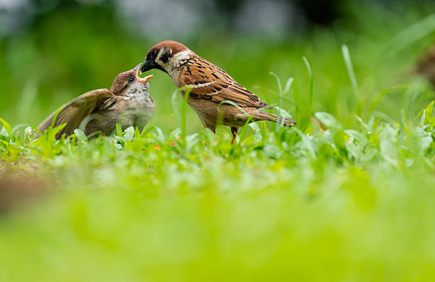 Eurasian Tree Sparrow is common species in Hong Kong. Every Spring is their breeding time, parents tried their very best to raise chicks with love❤️