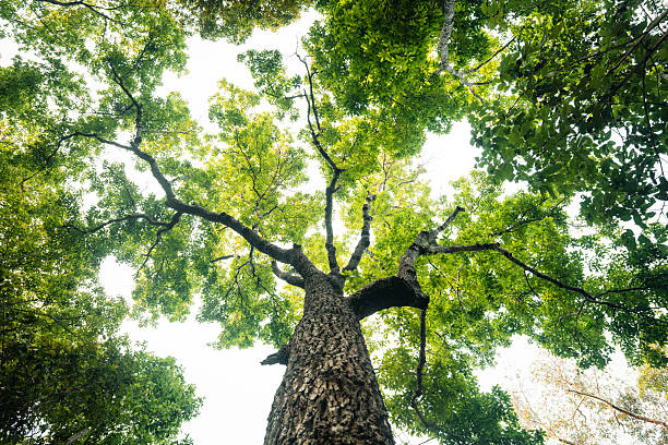 istock Green trees in the forest from under the tree. Nature and leaves background. 2207015092