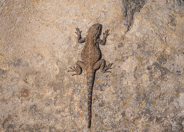 istock Lizard resting on a rocky surface in natural habitat 2207015357