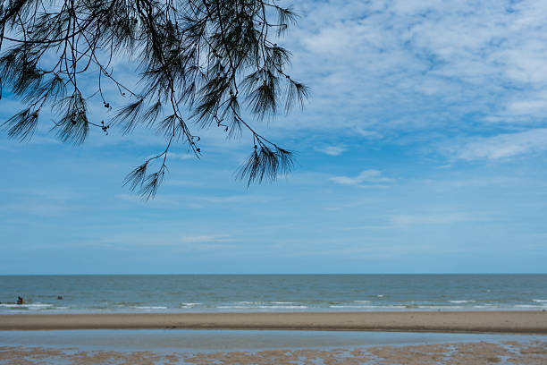 istock Landscape view the sky with view of sea pine tree 2207015360