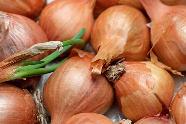 istock Harvesting fresh onions with vibrant green shoots in a rustic kitchen setting 2207016174
