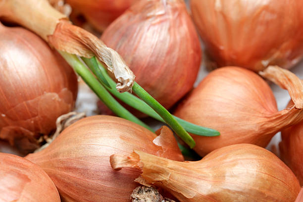 Freshly harvested shallots with vibrant green stems ready for culinary delights
