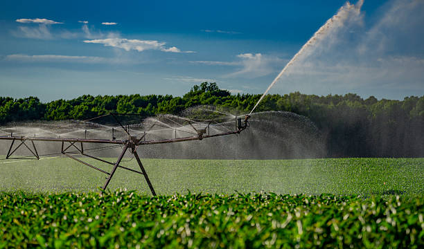 istock Irrigation system in function watering agricultural plants. Sprinklers irrigation watering summer farm field. Irrigation system, sprinklers on field with corn, dry season. Spraying irrigation system. 2207019016