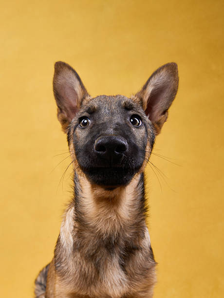 Wolfdog Puppy Curious Expression on Yellow Background