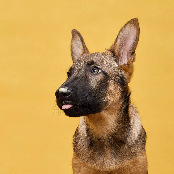 istock Wolfdog Puppy Looking Sideways on Yellow Backdrop 2207019443