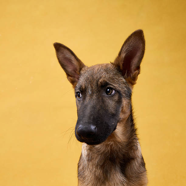 istock Wolfdog Puppy Serious Expression on Yellow Background 2207019444