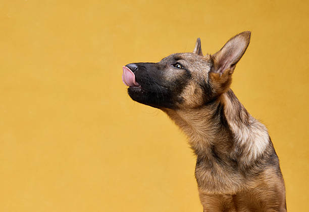 istock Wolfdog Puppy Licking Nose on Yellow Background 2207019445