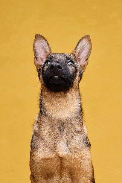 istock Wolfdog Puppy Looking Up on Yellow Background 2207019446