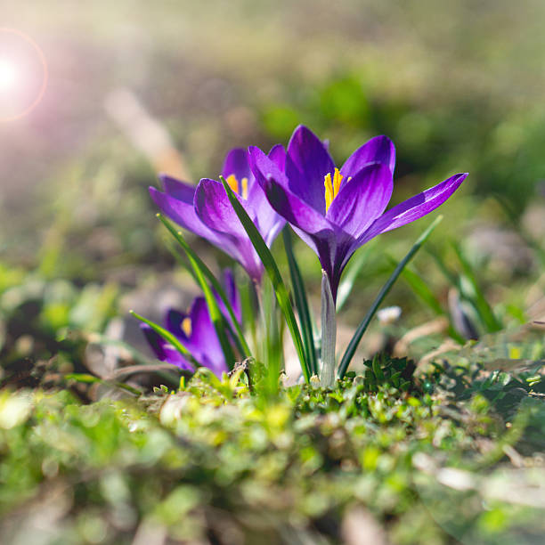 istock Crocuses. Close-up. For background and advertising 4 2207021184
