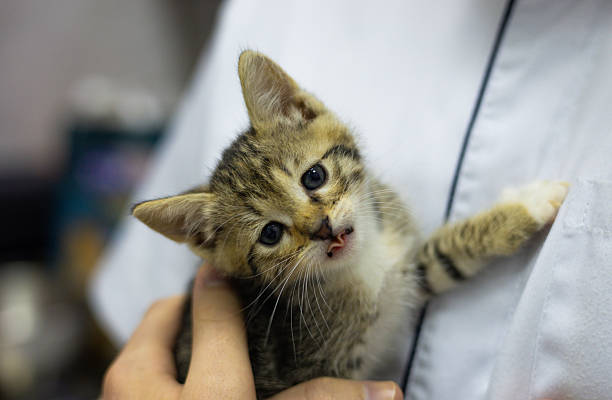 istock A veterinarian holds a small stray kitten during an examination at a veterinary clinic, providing the necessary care and creating a safe environment. Cute kitten in the arms of a veterinarian. 2207021307