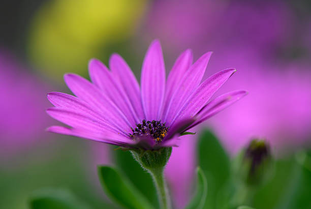 Blooming violet petals catch sunlight in a vibrant garden during spring, inviting nature's beauty into view and captivating onlookers with their charm