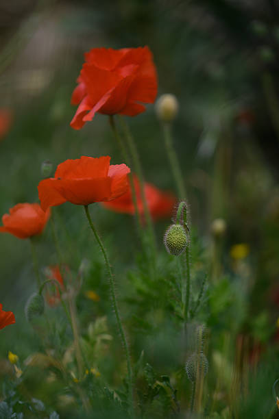 istock Vibrant red poppies sway gently in a sunlit meadow during a tranquil spring afternoon 2207021491