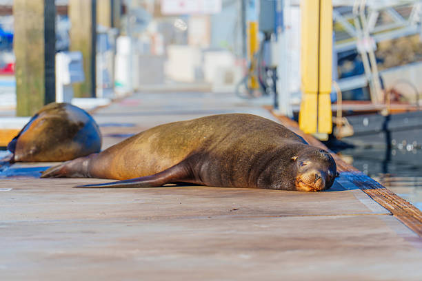 California Sea Lion (Zalophus californianus) at Pier 39 in San Francisco