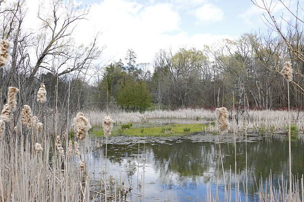 A serene wetland landscape featuring a calm pond surrounded by tall, dried cattails and lush greenery. The water reflects the bright blue sky with scattered white clouds. Leafless and budding trees line the background, suggesting early spring or late autumn. The scene is rich in biodiversity, offering a peaceful and natural environment.