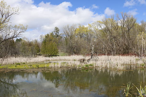 A peaceful wetland scene featuring a calm, reflective pond surrounded by tall, dried reeds and budding trees. The bright blue sky with scattered white clouds adds depth and vibrancy to the natural setting. Emerging greenery and bare branches suggest early spring, showcasing the transition between seasons. This stock photo is ideal for themes of nature, ecology, wetlands, biodiversity, environmental conservation, and seasonal changes.