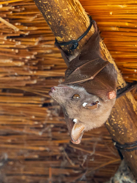 istock A Wahlberg's epauletted fruit bat, (Epomophorus wahlbergi) sleeping, while hanging upside down from below a thatch roof in Skukuza in the Kruger National park. 2207023479
