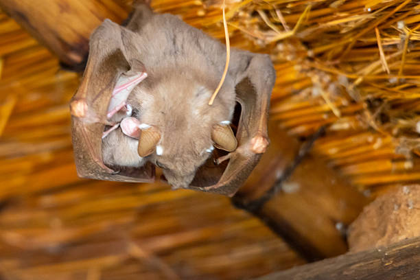 Photographed in a rest camp in the Kruger National Park of South Africa. A Wahlberg's epauletted bat, (Epomophorus wahlbergi) is a large fruit bat, found in the eastern Afrotropics