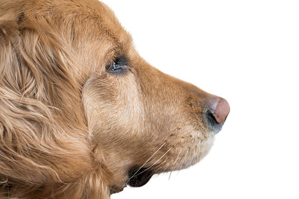 a happy dog ​​with narrowed eyes eats from your hand, sepia photo