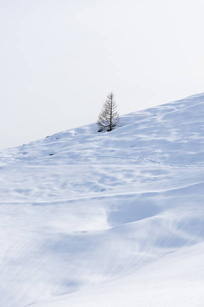 istock Lone Tree on Snow-Covered Hill in Serene Winter Landscape 2207024901