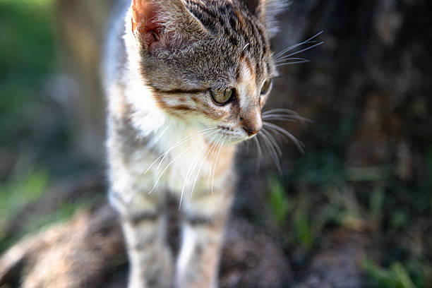 istock A curious kitten explores nature, its whiskers catching the sunlight. With sharp green eyes and soft striped fur, it observes its surroundings, ready to pounce or play in the warm outdoor breeze. 2207025060