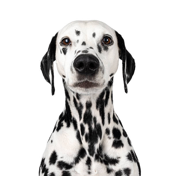istock Dalmatian dog on white background 2207027077