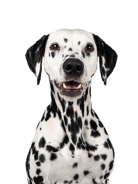 istock Dalmatian dog on white background 2207027079