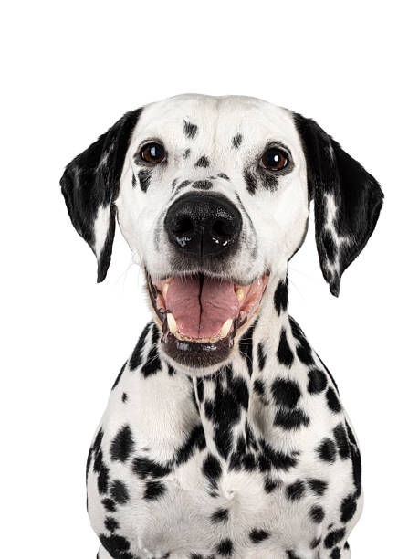 istock Dalmatian dog on white background 2207027093